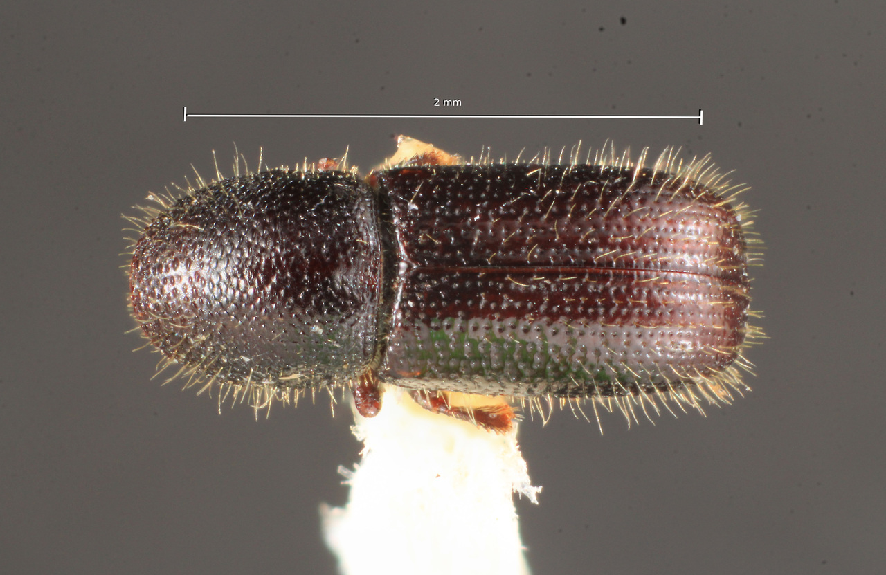 Genus / Species: Dendrocranulus costaricensis | Image Author: TH Atkinson | Location: Costa Rica, Cartago, Turrialba | Image Type: holotype | Collection: Naturhistorisches Museum Wien
