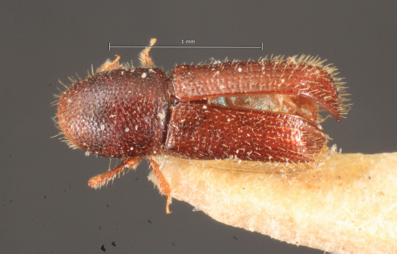 Genus / Species: Dendrocranulus declivis | Image Author: TH Atkinson | Location: Costa Rica, Cartago, Turrialba | Image Type: holotype | Collection: Naturhistorisches Museum Wien
