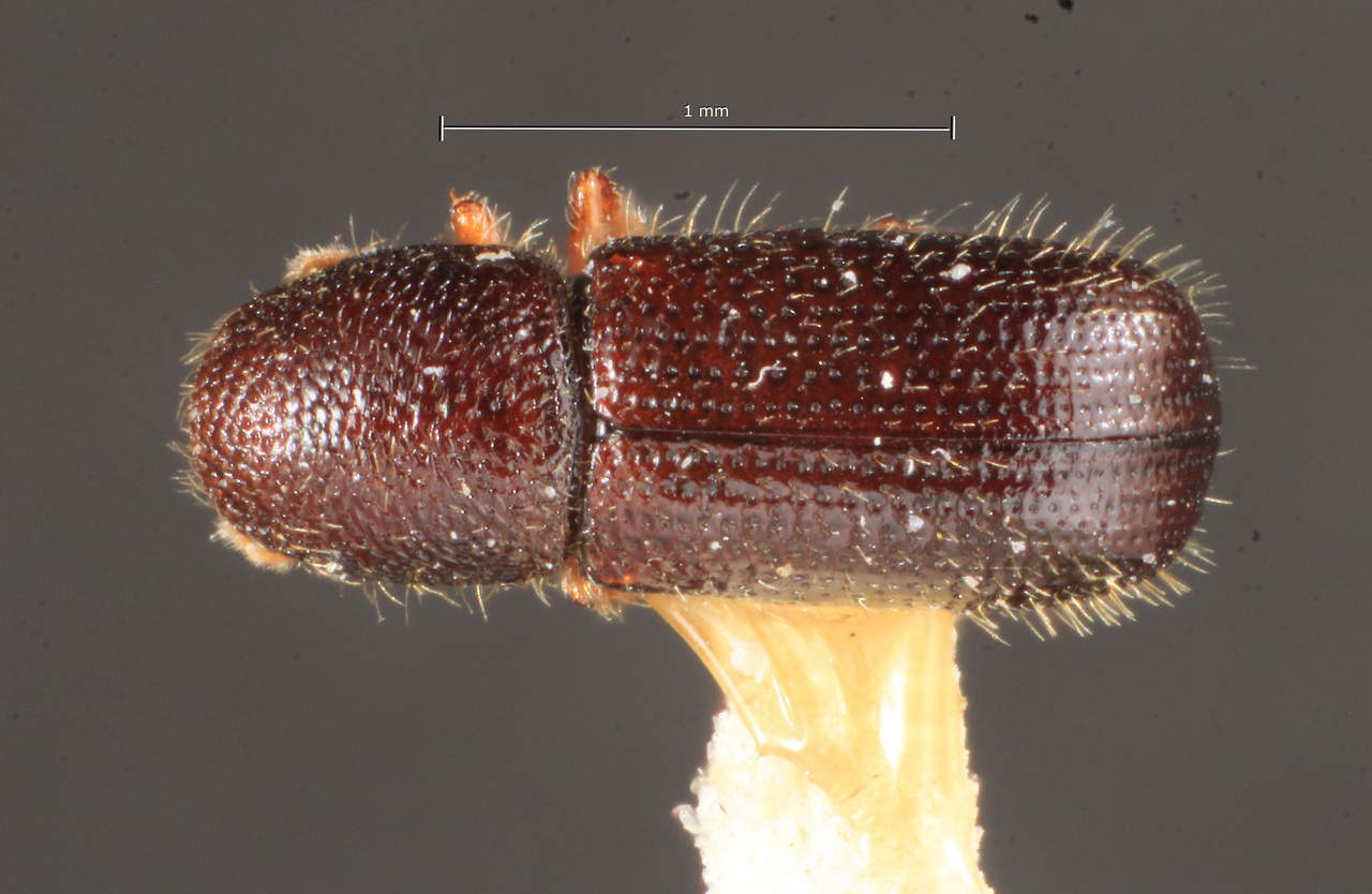 Genus / Species: Dendrocranulus tayuyaensis | Image Author: TH Atkinson | Location: Argentina, Buenos Aires, Vicente López | Image Type: lectotype | Collection: Naturhistorisches Museum Wien