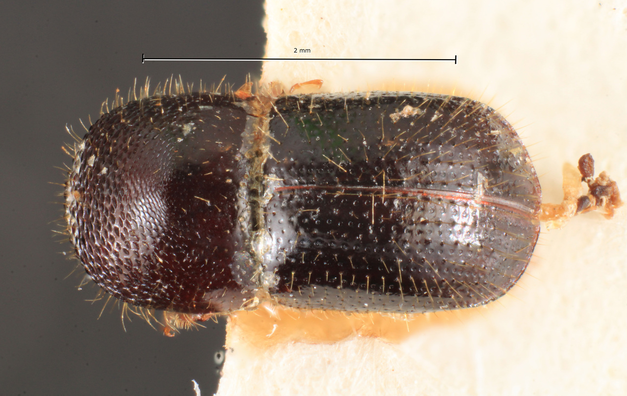 Genus / Species: Euwallacea zicsii | Image Author: TH Atkinson | Location: Congo, Brazzaville, Orstom Park | Image Type: paratype | Collection: Naturhistorisches Museum Wien