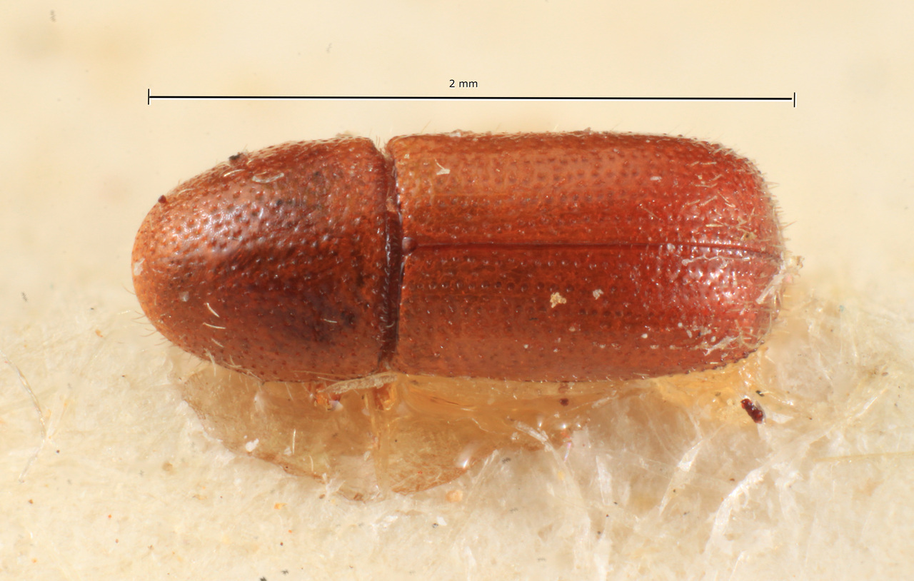 Genus / Species: Dendrocranulus brasiliensis | Image Author: TH Atkinson | Location: Brazil, Santa Catarina | Image Type: holotype | Collection: Naturhistorisches Museum Wien