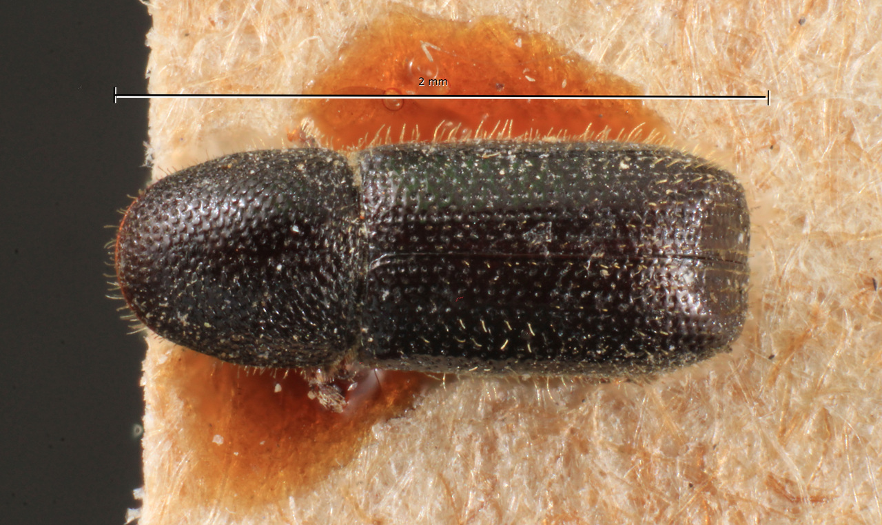 Genus / Species: Dendrocranulus carbonarius | Image Author: TH Atkinson | Location: Cuba, unknown, Cuba (country / region) | Image Type: lectotype | Collection: Naturhistorisches Museum Wien