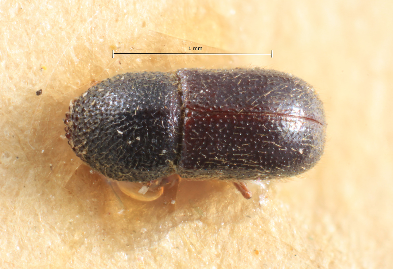 Genus / Species: Coccotrypes robustus | Image Author: TH Atkinson | Location: Cuba, Cruces | Image Type: holotype | Collection: Naturhistorisches Museum Wien