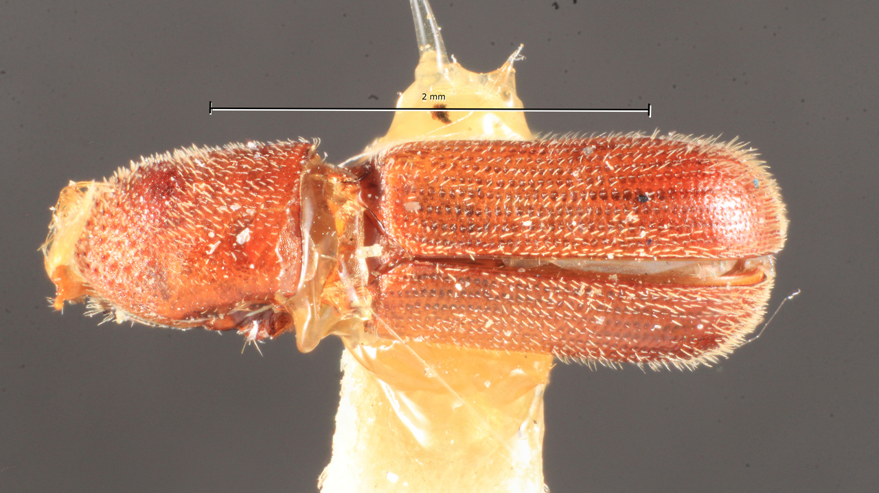 Genus / Species: Micracis grandis | Image Author: TH Atkinson | Location: México, Chiapas, San José Ixtepec | Image Type: holotype | Collection: Naturhistorisches Museum Wien