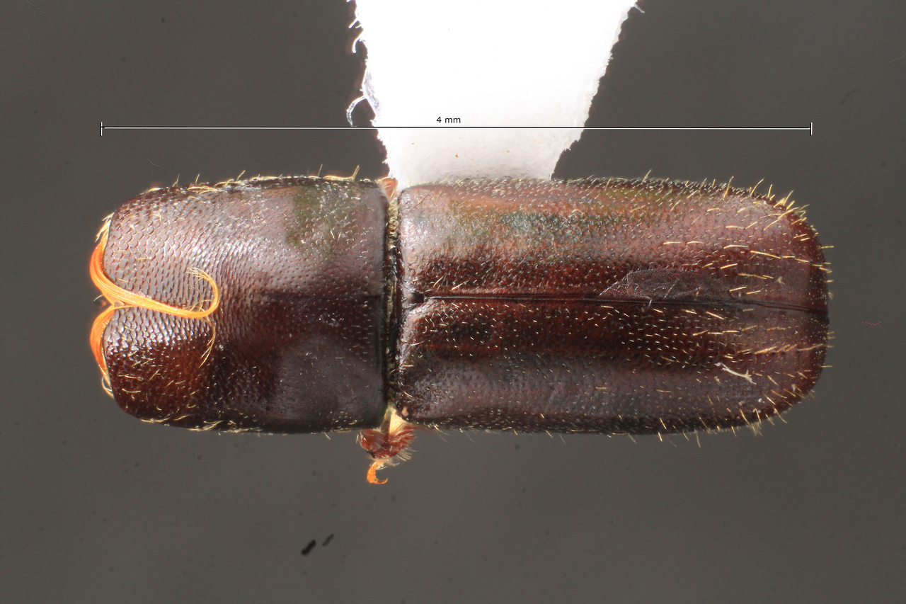 Genus / Species: Gnathotrupes velatus | Image Author: TH Atkinson | Location: Argentina, Río Negro, Parque Nacional Nahuel Huapi | Image Type: paratype | Collection: Naturhistorisches Museum Wien