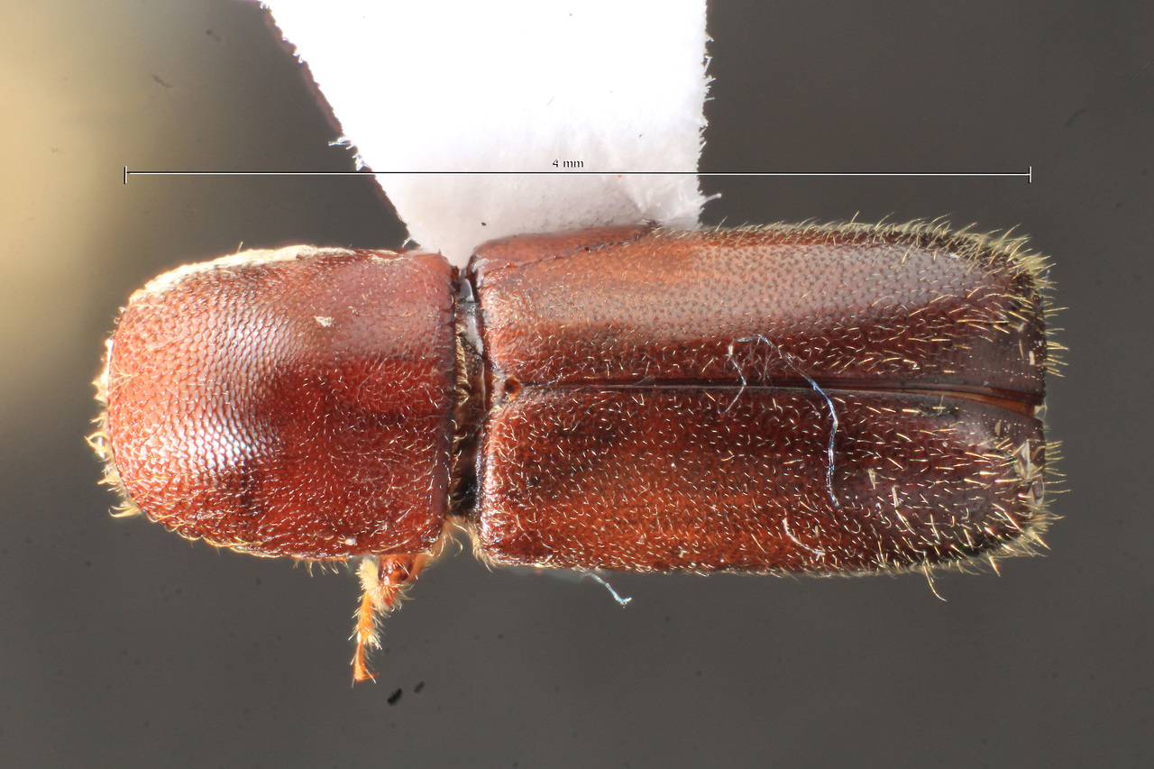 Genus / Species: Gnathotrupes impressus | Image Author: TH Atkinson | Location: Argentina, Río Negro, Parque Nacional Nahuel Huapi | Image Type: holotype | Collection: Naturhistorisches Museum Wien