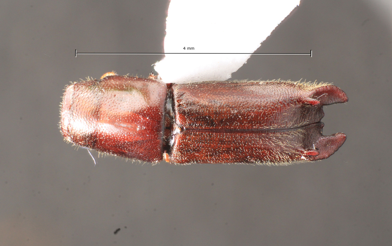 Genus / Species: Gnathotrupes naumanni | Image Author: TH Atkinson | Location: Argentina, Río Negro, Parque Nacional Nahuel Huapi | Image Type: holotype | Collection: Naturhistorisches Museum Wien