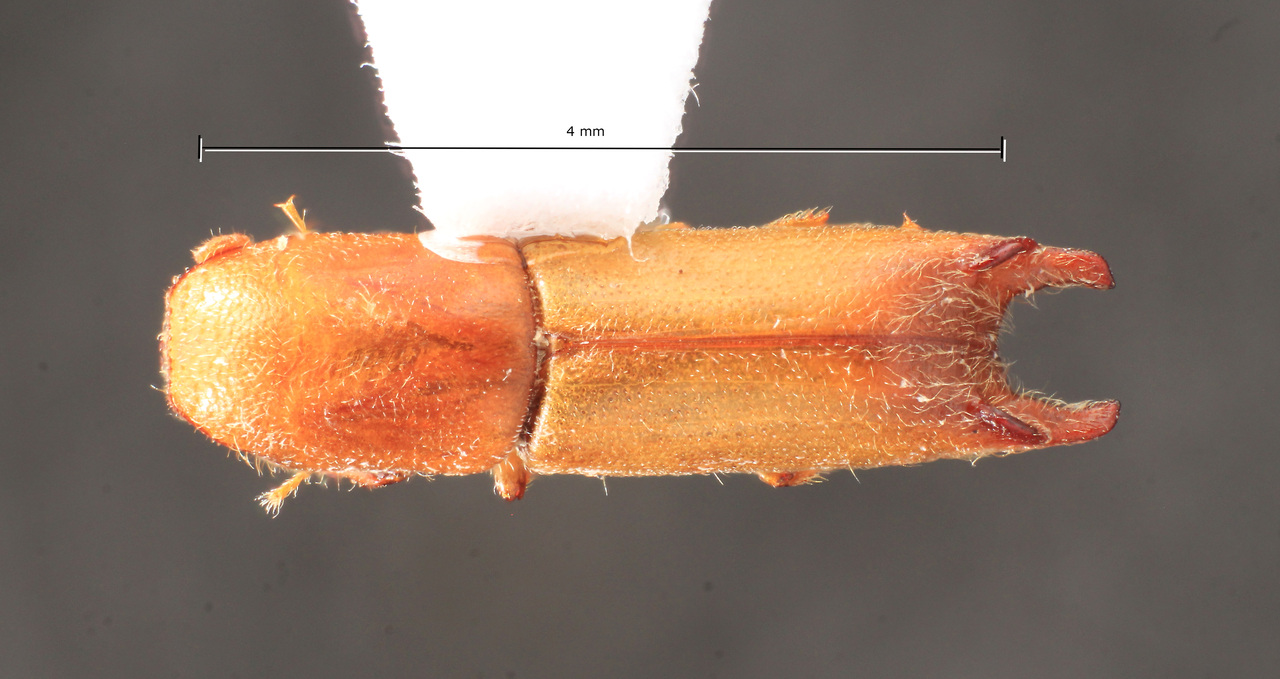 Genus / Species: Gnathotrupes nothofagi | Image Author: TH Atkinson | Location: Argentina, Río Negro, Parque Nacional Nahuel Huapi | Image Type: paratype | Collection: Naturhistorisches Museum Wien