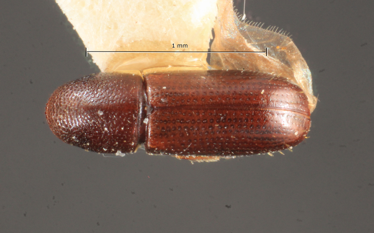 Genus / Species: Araptus subaciculatus | Image Author: TH Atkinson | Location: Brazil, Paraná, Bocaiuva | Image Type: holotype | Collection: Naturhistorisches Museum Wien