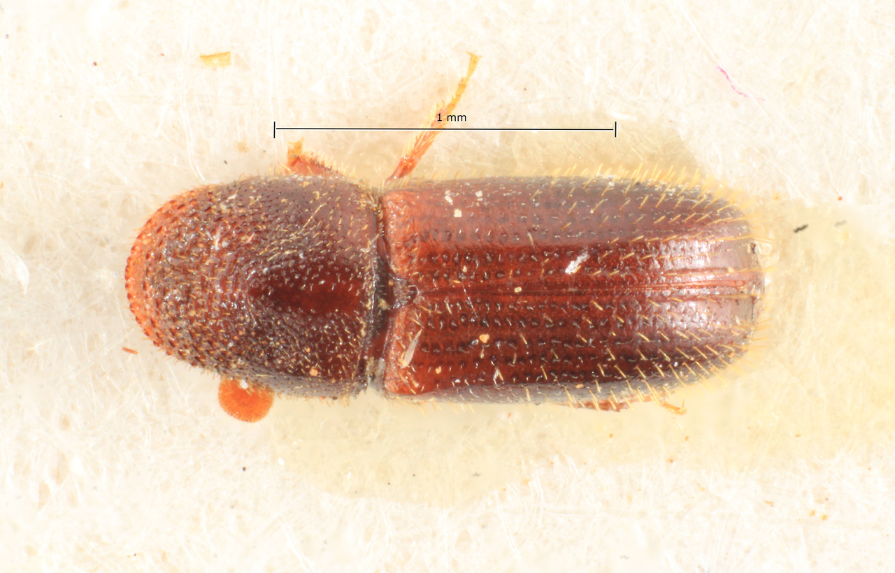 Genus / Species: Araptus subsulcatus | Image Author: TH Atkinson | Location: Brazil, Paraná, Rondon | Image Type: holotype | Collection: Naturhistorisches Museum Wien