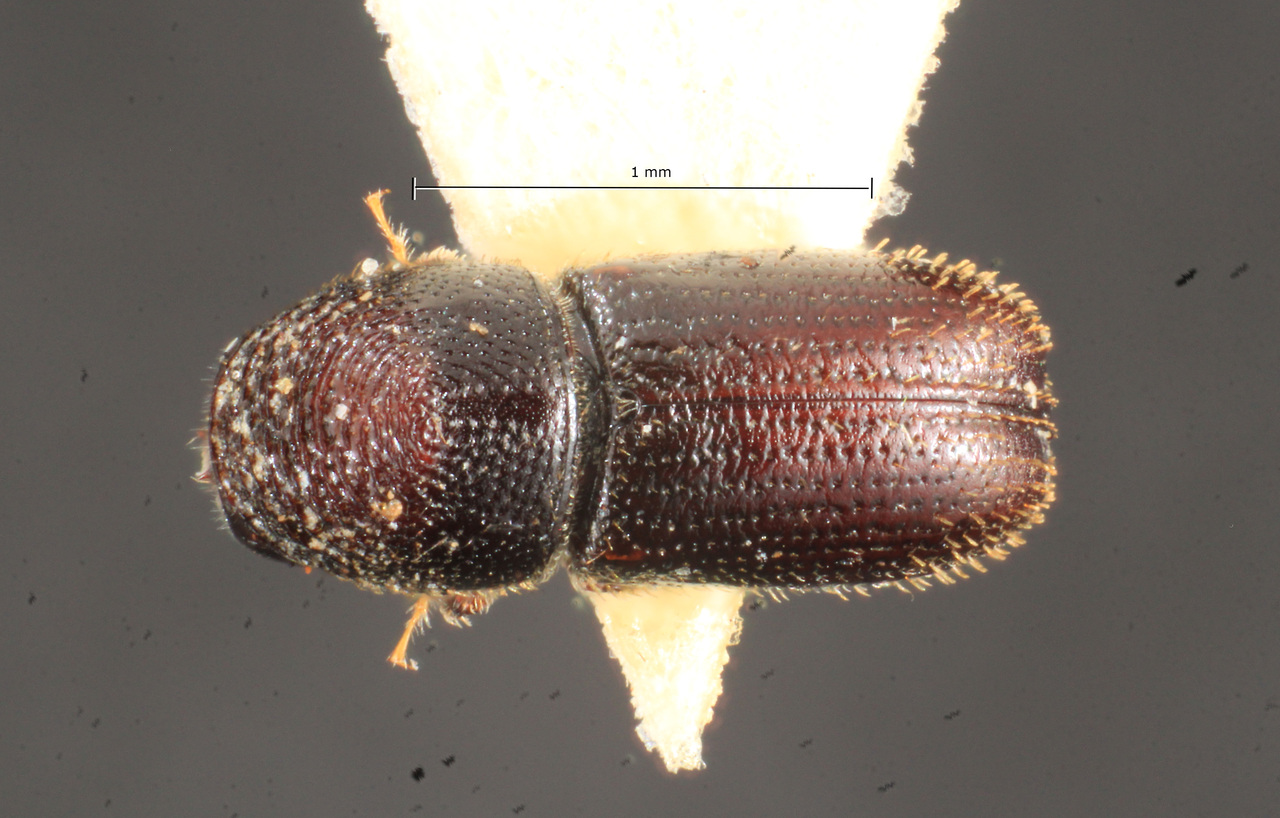 Genus / Species: Araptus frontalis | Image Author: TH Atkinson | Location: Brazil, Santa Catarina, Nova Teutonia | Image Type: holotype | Collection: Naturhistorisches Museum Wien