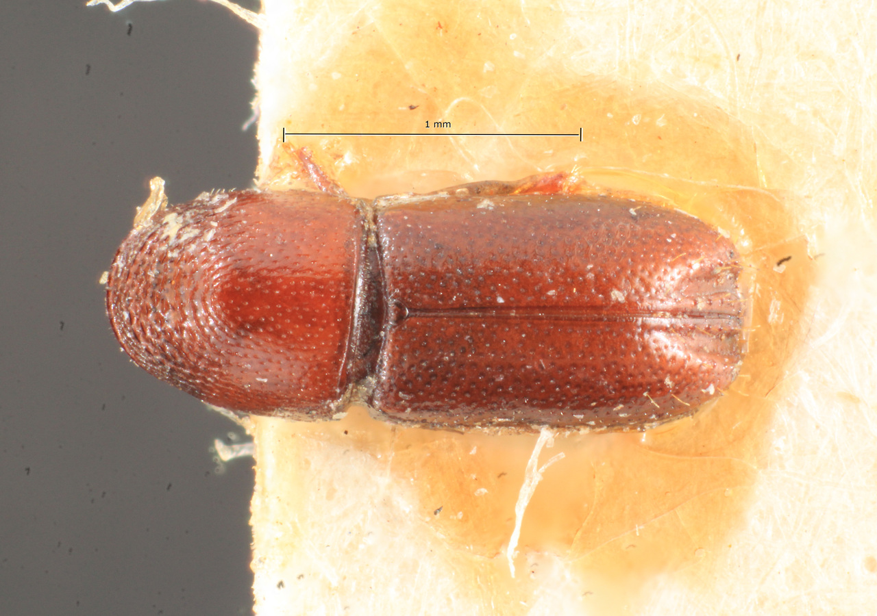 Genus / Species: Araptus subsimilis | Image Author: TH Atkinson | Location: Brazil, Mato Grosso, Rio Caraguata | Image Type: holotype | Collection: Naturhistorisches Museum Wien