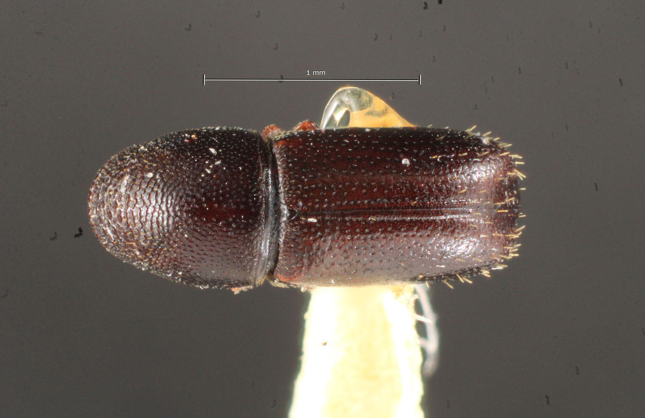 Genus / Species: Araptus nudus | Image Author: TH Atkinson | Location: Brazil, São Paulo, São Paulo | Image Type: holotype | Collection: Naturhistorisches Museum Wien