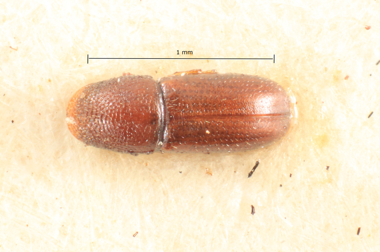 Genus / Species: Araptus minutissimus | Image Author: TH Atkinson | Location: Brazil, Paraná, Rondon | Image Type: syntype | Collection: Naturhistorisches Museum Wien