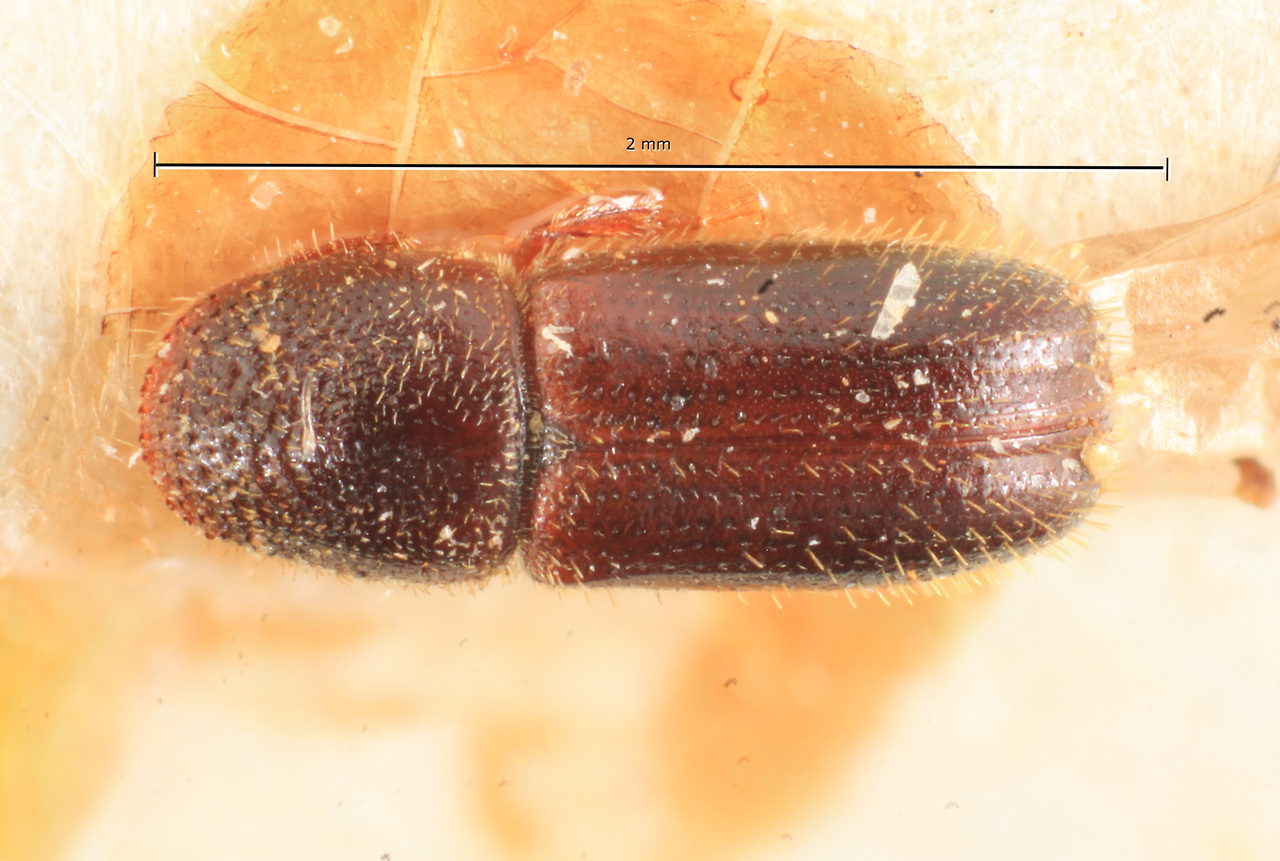 Genus / Species: Araptus paranae | Image Author: TH Atkinson | Location: Brazil, Paraná, Rondon | Image Type: lectotype | Collection: Naturhistorisches Museum Wien