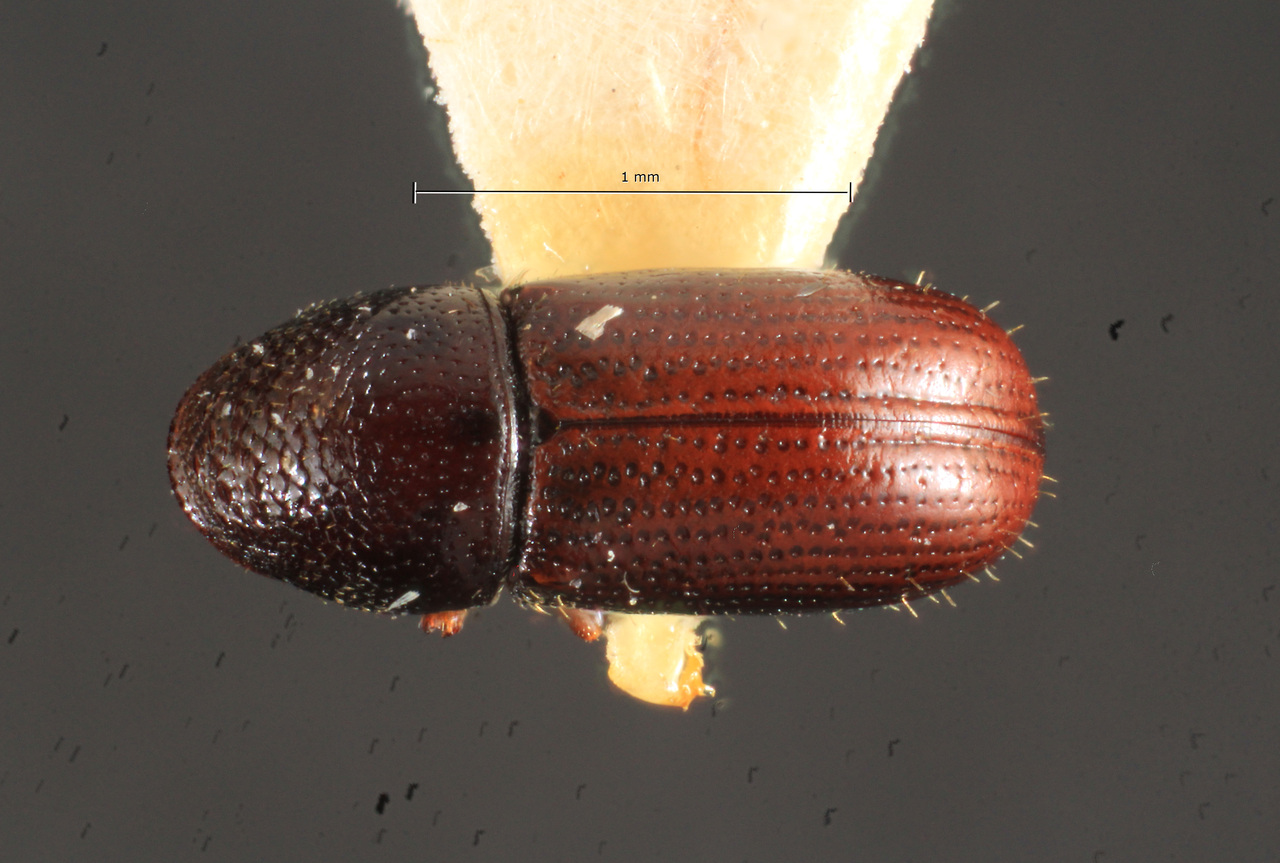 Genus / Species: Araptus plaumannianus | Image Author: TH Atkinson | Location: Brazil, Santa Catarina, Nova Teutonia | Image Type: holotype | Collection: Naturhistorisches Museum Wien