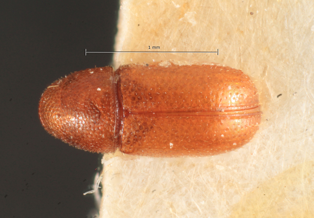 Genus / Species: Araptus araucariae | Image Author: TH Atkinson | Location: Argentina, Misiones, Santa Maria | Image Type: holotype | Collection: Naturhistorisches Museum Wien