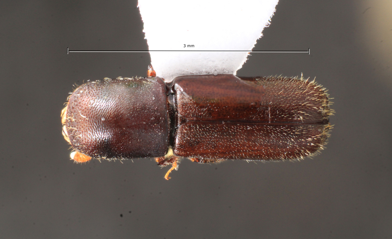Genus / Species: Gnathotrupes pustulatus | Image Author: TH Atkinson | Location: Argentina, Río Negro, Parque Nacional Nahuel Huapi | Image Type: paratype | Collection: Naturhistorisches Museum Wien
