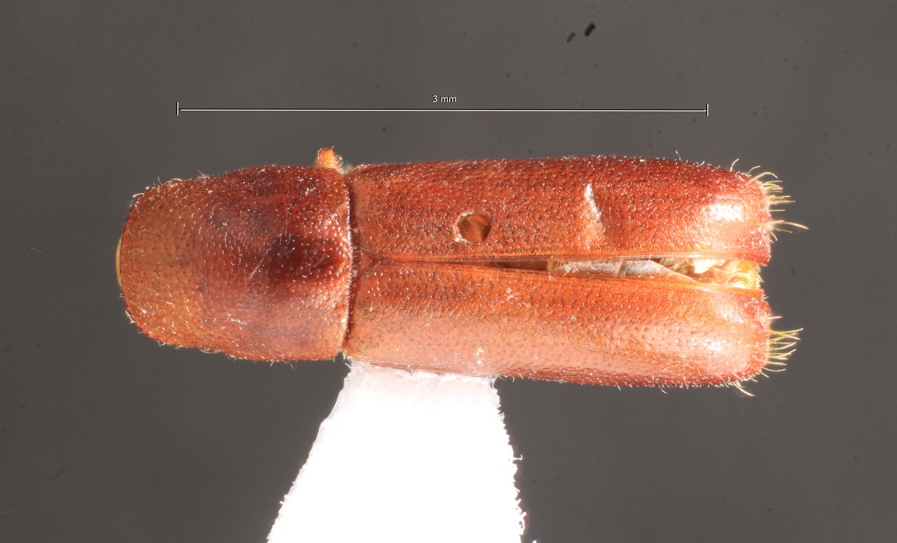 Genus / Species: Gnathotrupes bolivianus | Image Author: TH Atkinson | Location: Bolivia, unknown, Bolivia (country / region) | Image Type: holotype | Collection: Naturhistorisches Museum Wien