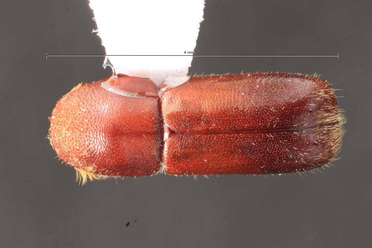 Genus / Species: Gnathotrupes barbifer | Image Author: TH Atkinson | Location: Chile, Los Lagos (X), Chiloe | Image Type: holotype | Collection: Naturhistorisches Museum Wien