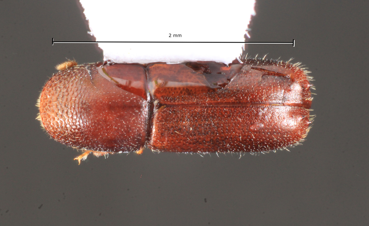 Genus / Species: Gnathotrupes nanus | Image Author: TH Atkinson | Location: Argentina, Río Negro, Parque Nacional Nahuel Huapi | Image Type: allotype | Collection: Naturhistorisches Museum Wien