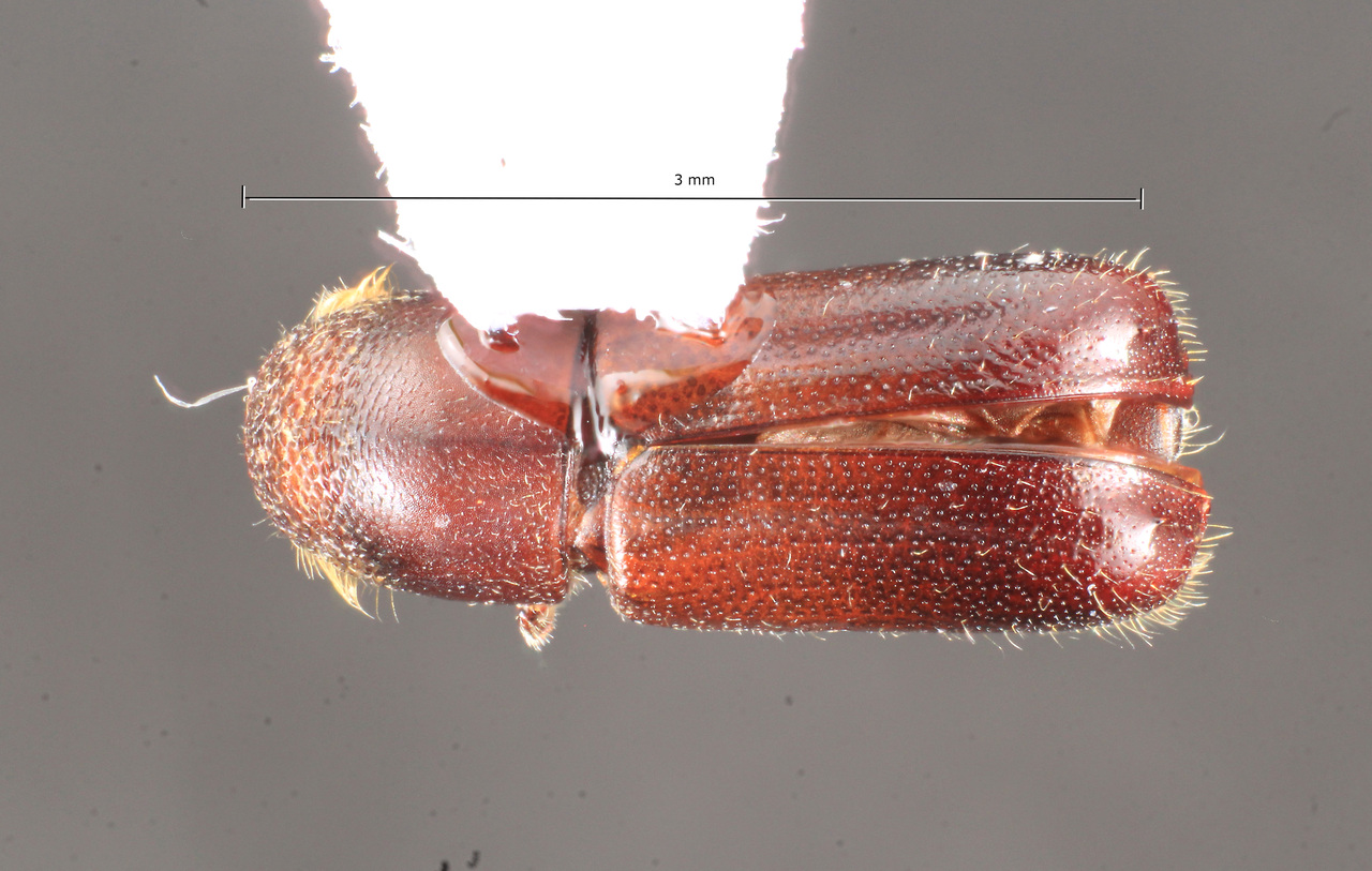 Genus / Species: Gnathotrupes vafer | Image Author: TH Atkinson | Location: Argentina, Río Negro, Parque Nacional Nahuel Huapi | Image Type: allotype | Collection: Naturhistorisches Museum Wien