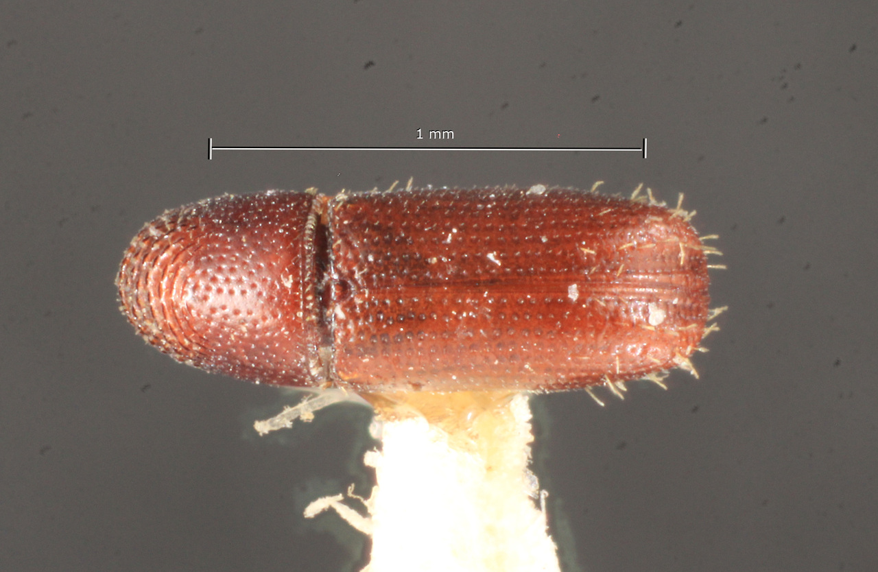 Genus / Species: Pityophthorus turbiculus | Image Author: TH Atkinson | Location: Brazil, Mato Grosso, Mato Grosso (state) | Image Type: holotype | Collection: Naturhistorisches Museum Wien