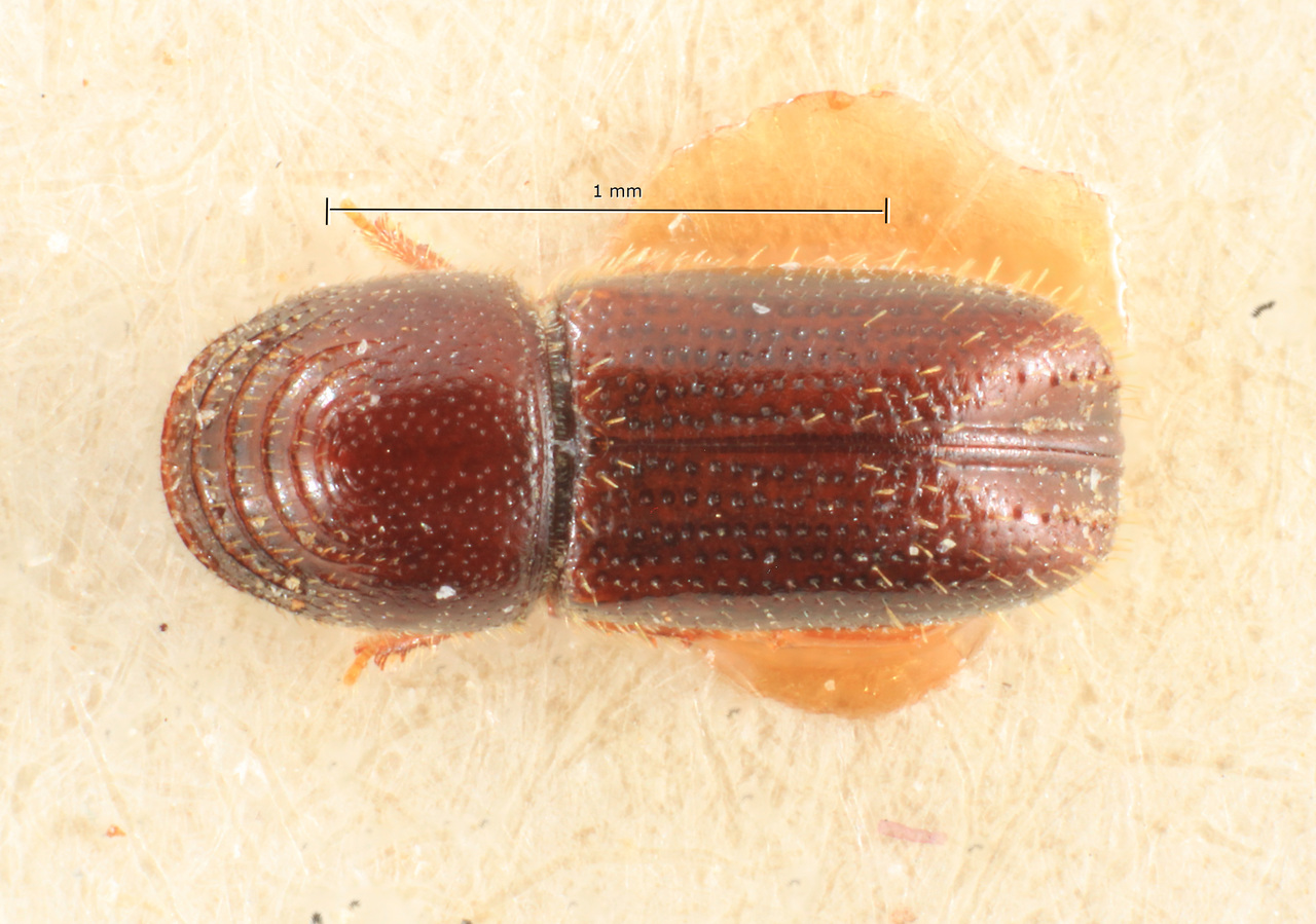 Genus / Species: Pityophthorus apiculatus | Image Author: TH Atkinson | Location: Brazil, Santa Catarina, Nova Teutonia | Image Type: allotype | Collection: Archbold Biological Station