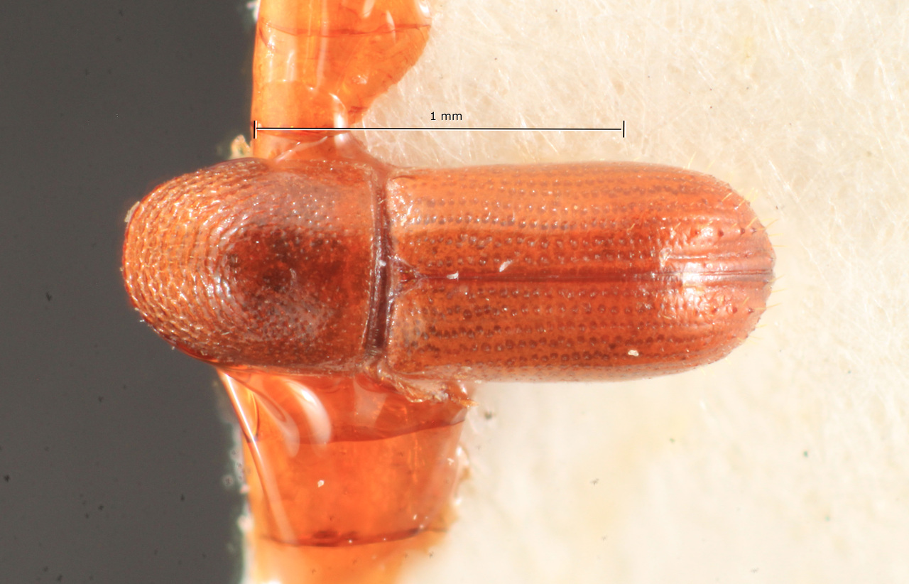 Genus / Species: Pityophthorus elongatulus | Image Author: TH Atkinson | Location: Brazil, Amazonas, Tapuruguara | Image Type: holotype | Collection: Naturhistorisches Museum Wien
