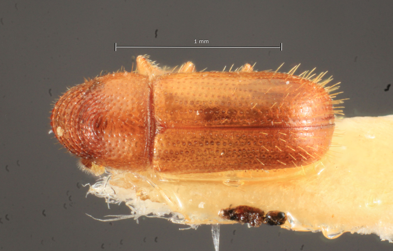 Genus / Species: Pityophthorus olivierai | Image Author: TH Atkinson | Location: Brazil, Minas Gerais, Pedra Azul | Image Type: holotype | Collection: Naturhistorisches Museum Wien