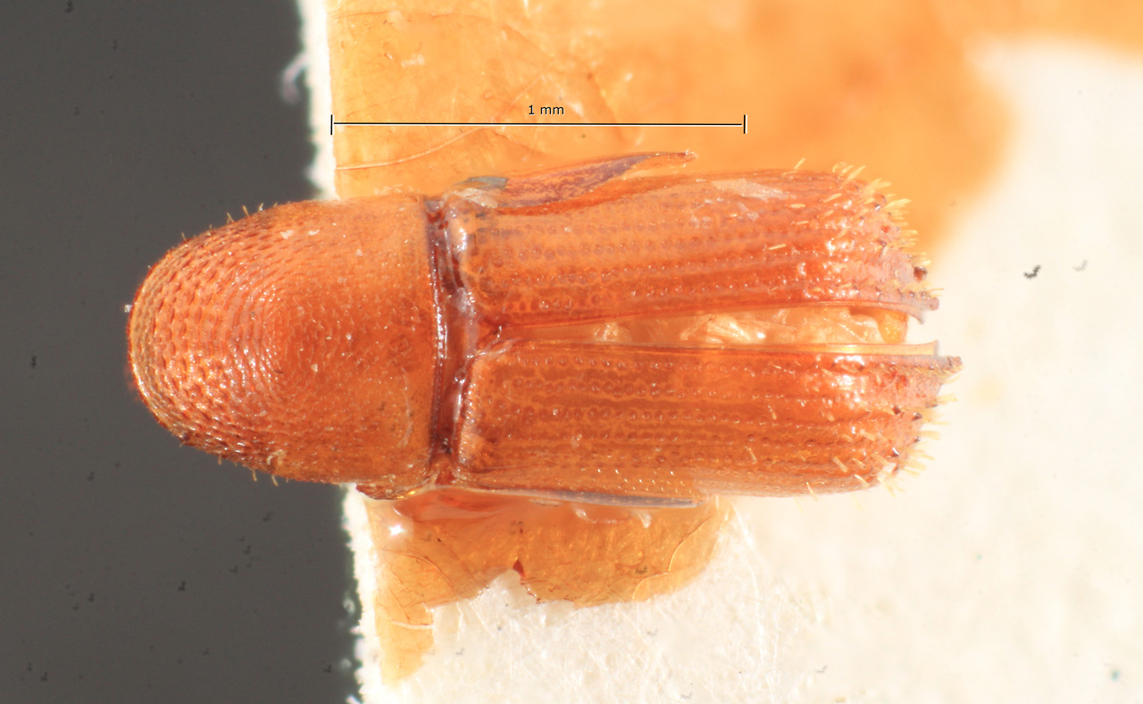 Genus / Species: Pityophthorus apicipennis | Image Author: TH Atkinson | Location: Brazil, Minas Gerais, Serra do Caraça | Image Type: holotype | Collection: Naturhistorisches Museum Wien