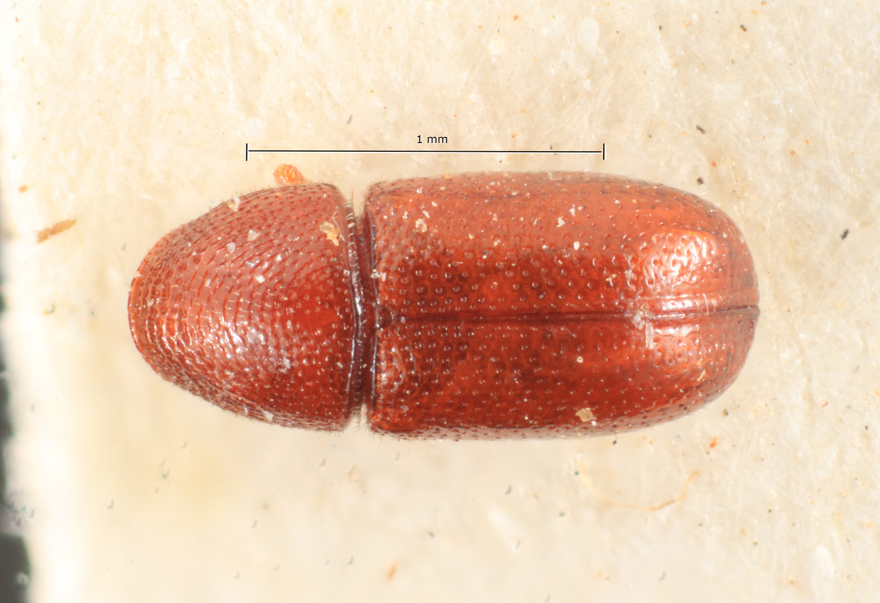 Genus / Species: Pityophthorus anticus | Image Author: TH Atkinson | Location: Brazil, Paraná, Rio Negro | Image Type: allotype | Collection: Naturhistorisches Museum Wien