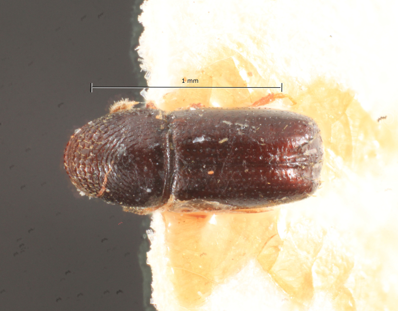 Genus / Species: Pityophthorus pampasae | Image Author: TH Atkinson | Location: Argentina, unknown, Argentina (country / region) | Image Type: holotype | Collection: Naturhistorisches Museum Wien