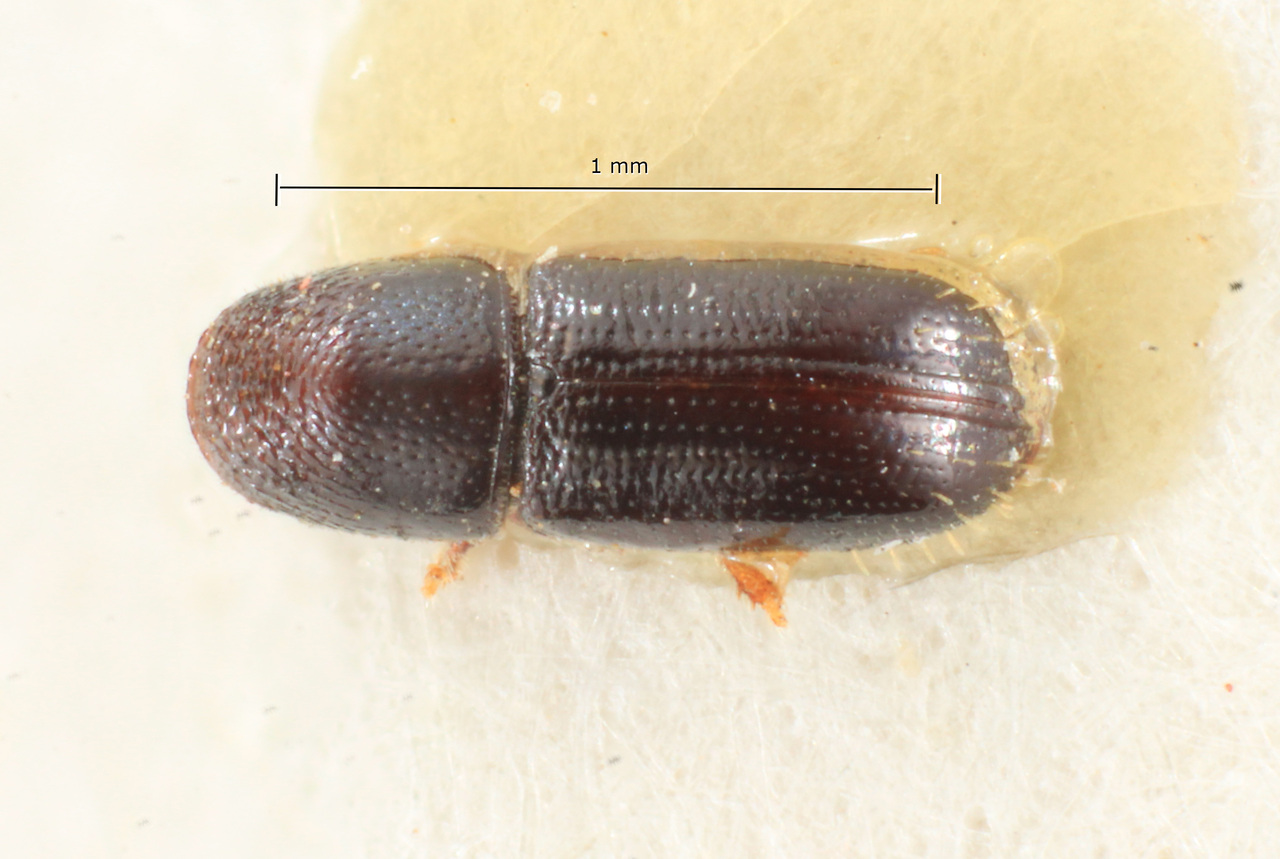 Genus / Species: Pityophthorus minutus | Image Author: TH Atkinson | Location: Brazil, Mato Grosso, Rio Caraguata | Image Type: holotype | Collection: Naturhistorisches Museum Wien