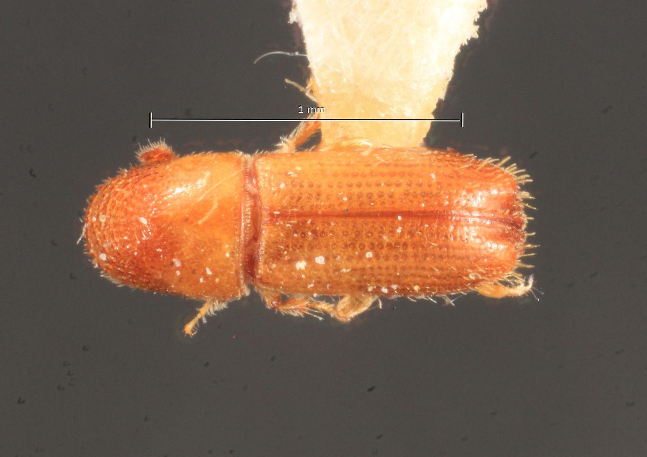 Genus / Species: Pityophthorus novateutonicus | Image Author: TH Atkinson | Location: Brazil, Santa Catarina, Nova Teutonia | Image Type: holotype | Collection: Naturhistorisches Museum Wien