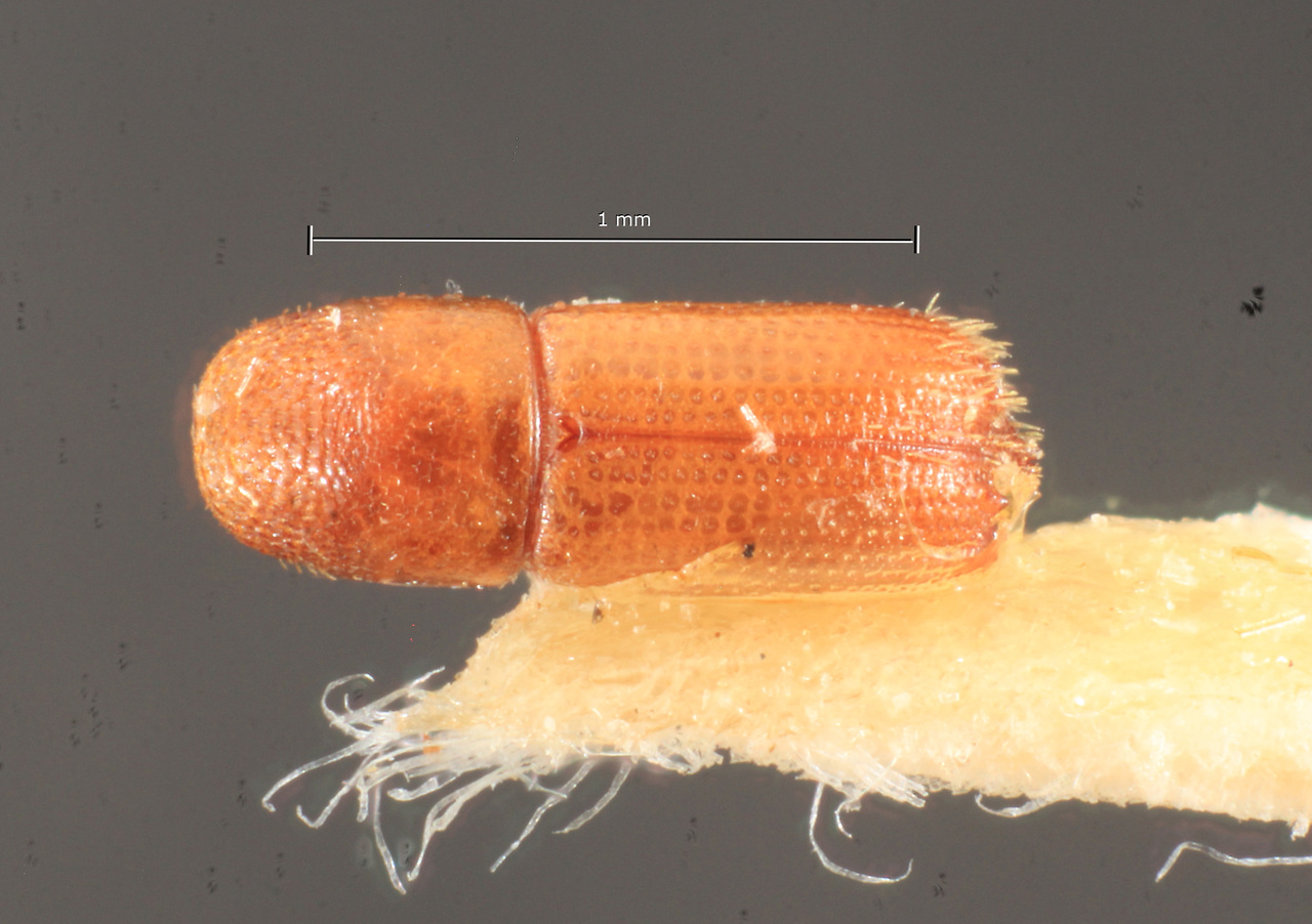 Genus / Species: Pityophthorus barbosai | Image Author: TH Atkinson | Location: Brazil, Pará, Jacareacanga | Image Type: holotype | Collection: Naturhistorisches Museum Wien