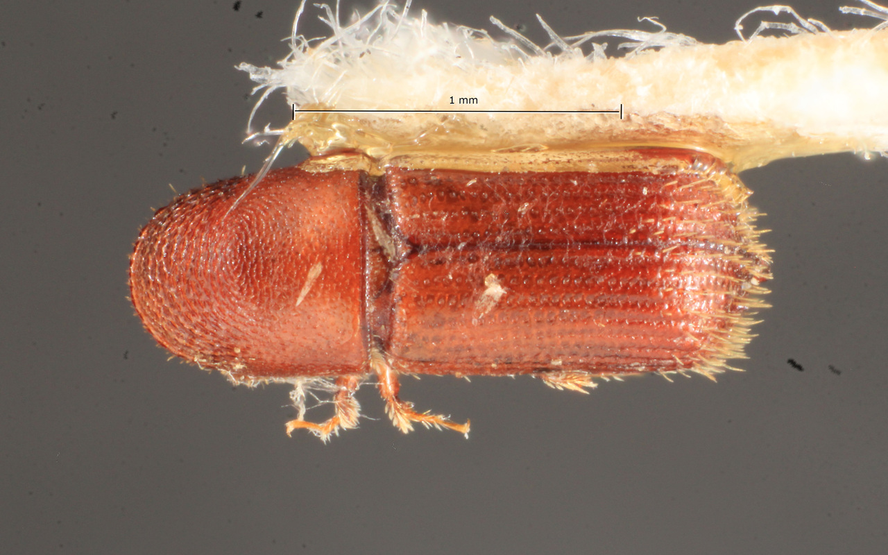 Genus / Species: Pityophthorus infimus | Image Author: TH Atkinson | Location: Brazil, Pará, Jacareacanga | Image Type: holotype | Collection: Naturhistorisches Museum Wien