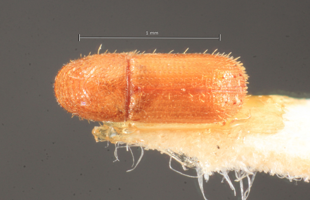 Genus / Species: Pityophthorus ascendens | Image Author: TH Atkinson | Location: Brazil, Pará, Jacareacanga | Image Type: holotype | Collection: Naturhistorisches Museum Wien