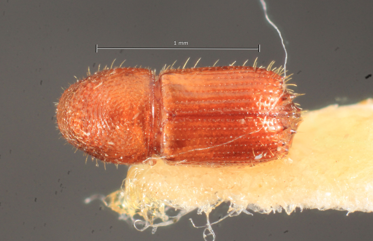 Genus / Species: Pityophthorus exsectus | Image Author: TH Atkinson | Location: Brazil, Pará, Jacareacanga | Image Type: holotype | Collection: Naturhistorisches Museum Wien