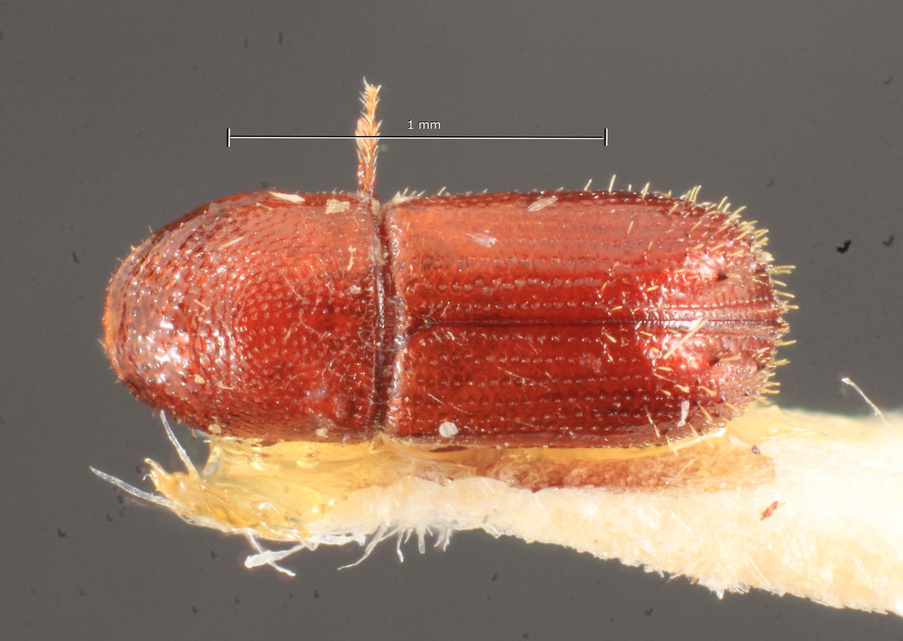 Genus / Species: Pityophthorus erraticus | Image Author: TH Atkinson | Location: Brazil, Pará, Jacareacanga | Image Type: holotype | Collection: Naturhistorisches Museum Wien