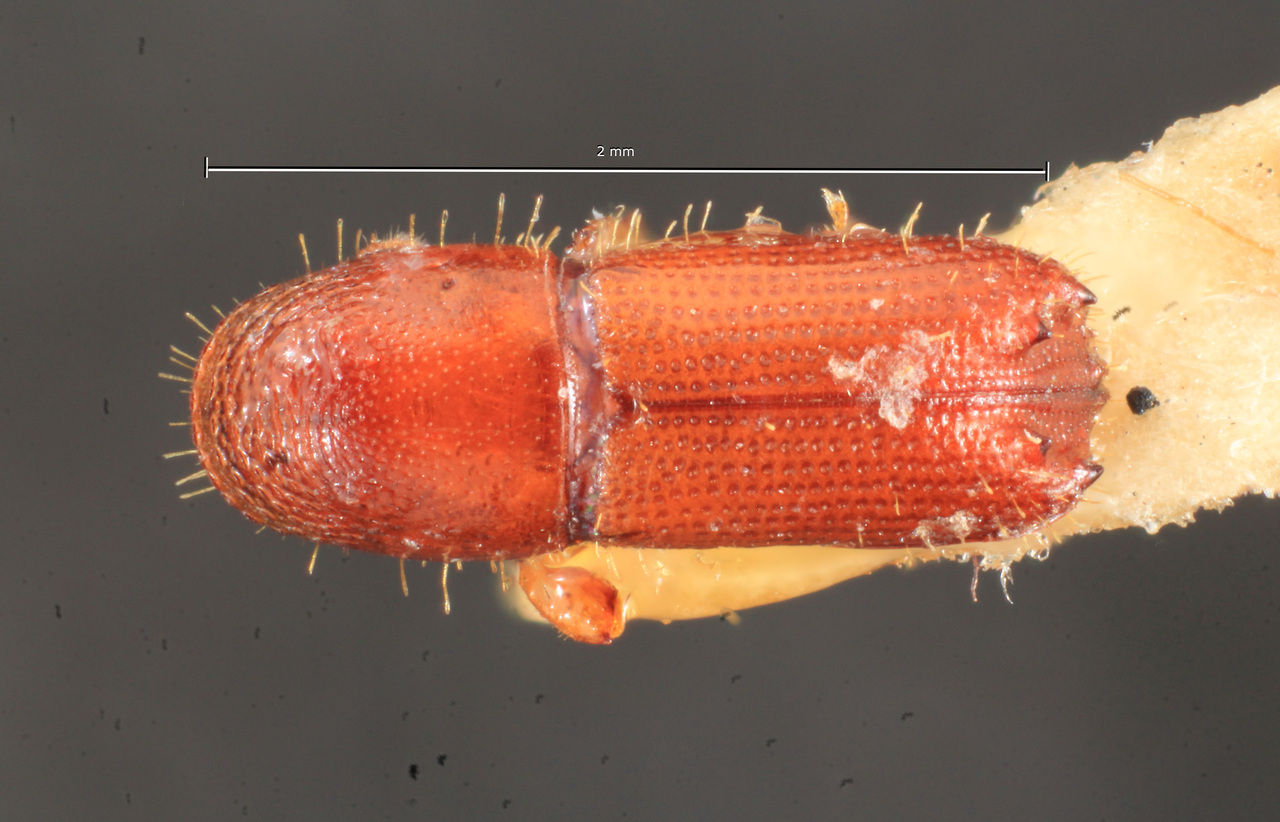 Genus / Species: Pityophthorus sinopae | Image Author: TH Atkinson | Location: Brazil, Mato Grosso, Sinop | Image Type: holotype | Collection: Naturhistorisches Museum Wien