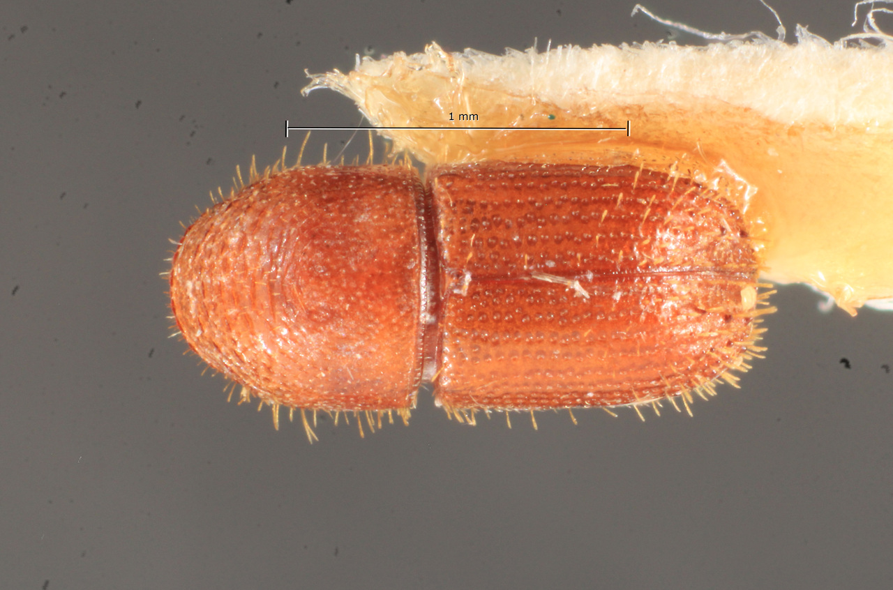 Genus / Species: Pityophthorus inaequidens | Image Author: TH Atkinson | Location: Brazil, Pará, Jacareacanga | Image Type: paratype | Collection: Naturhistorisches Museum Wien