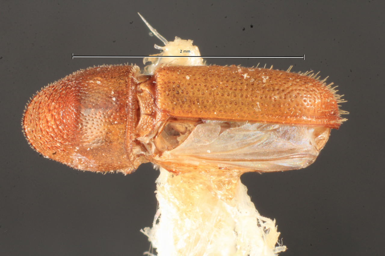 Genus / Species: Araptus novateutonicus | Image Author: TH Atkinson | Location: Brazil, Santa Catarina, Nova Teutonia | Image Type: lectotype | Collection: Naturhistorisches Museum Wien