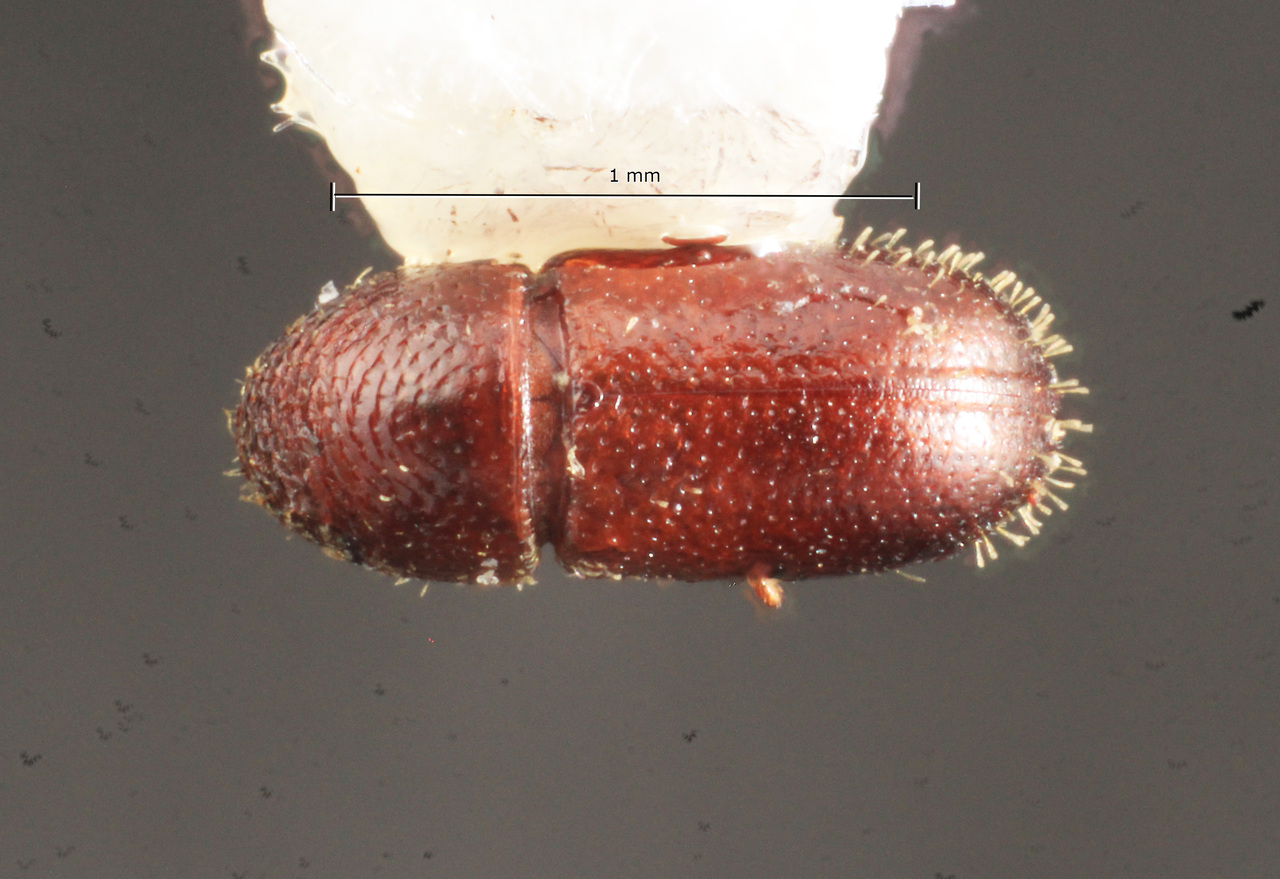 Genus / Species: Araptus splendidulus | Image Author: TH Atkinson | Location: Brazil, Mato Grosso, Corumba | Image Type: holotype | Collection: Naturhistorisches Museum Wien