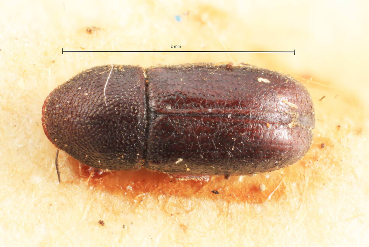 Genus / Species: Araptus obscurus | Image Author: TH Atkinson | Location: Brazil, Santa Catarina, Blumenau | Image Type: paratype | Collection: Naturhistorisches Museum Wien