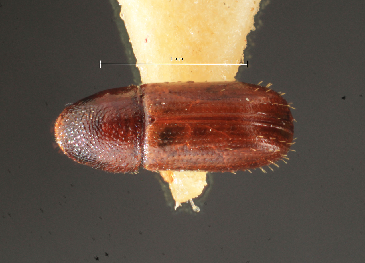 Genus / Species: Araptus dubius | Image Author: TH Atkinson | Location: Brazil, Santa Catarina, Nova Teutonia | Image Type: holotype | Collection: Naturhistorisches Museum Wien