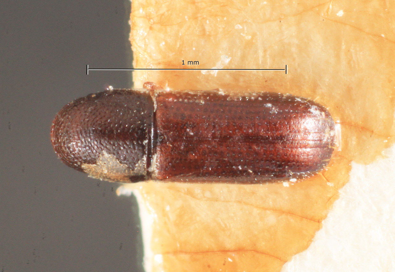 Genus / Species: Araptus gracilentus | Image Author: TH Atkinson | Location: Brazil, Minas Gerais, Pedra Azul | Image Type: holotype | Collection: Naturhistorisches Museum Wien