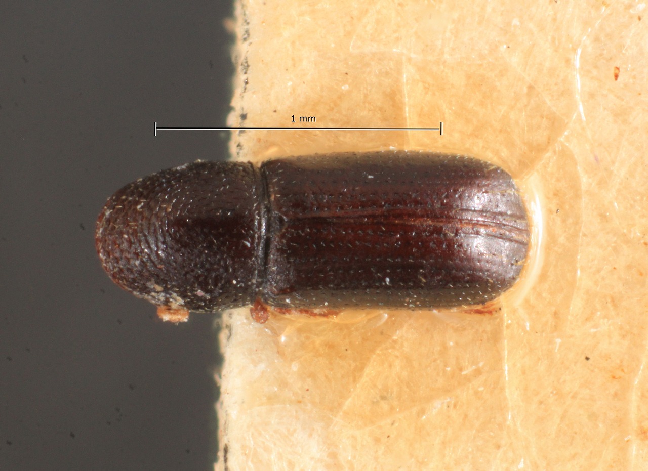 Genus / Species: Araptus gracilis | Image Author: TH Atkinson | Location: Argentina, Buenos Aires, Isla Martín Garcia | Image Type: holotype | Collection: Naturhistorisches Museum Wien