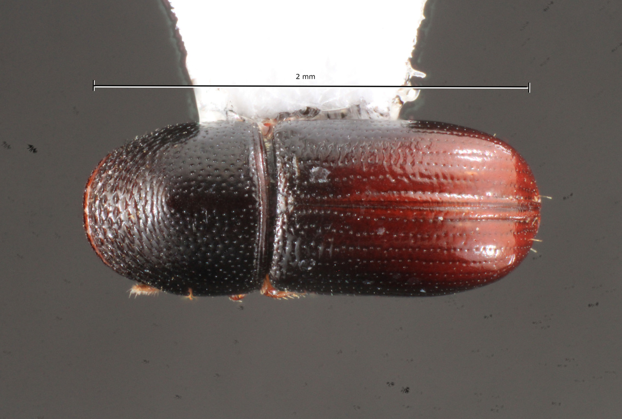 Genus / Species: Pityophthorus mandibularis | Image Author: TH Atkinson | Location: Brazil, Santa Catarina, Nova Teutonia | Image Type: lectotype | Collection: Naturhistorisches Museum Wien