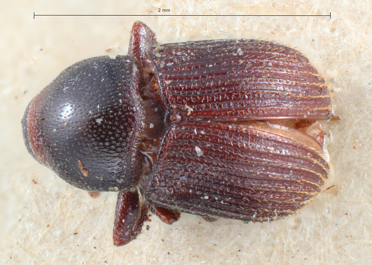 Genus / Species: Pagiocerus punctatus | Image Author: TH Atkinson | Location: Brazil, Mato Grosso, Corumba | Image Type: holotype | Collection: Naturhistorisches Museum Wien